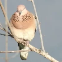 birds-around-hebbal-lake