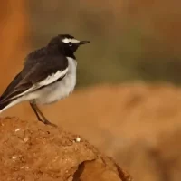 birds-around-karanji-national-park