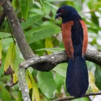 birds-around-mysore