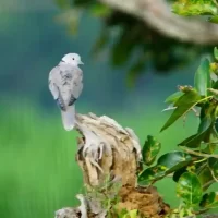 birds-around-national-park