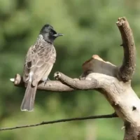 birds-around-ranganathittu