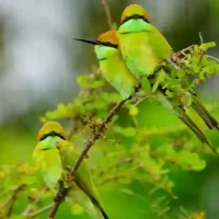 birds-around-ranganathittu-bird-sanctury