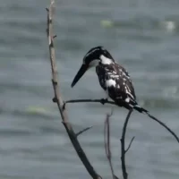 birds-around-talakadu-village