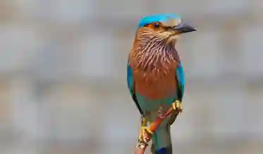 birds-candid-shots