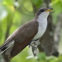 birds-in-natural-habitat