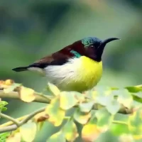 birds-near-bangalore