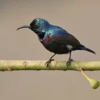 birds-photoes-at-bangalore