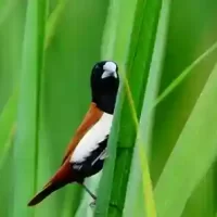 birds-photography