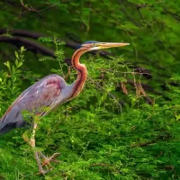 Birdwatcher capturing images at ChukkiMane Resort
