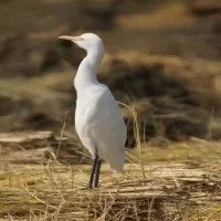 birdwatching-in-bangalore4