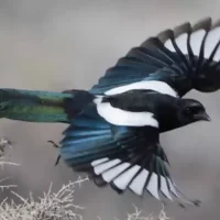 black-billed-magpie3