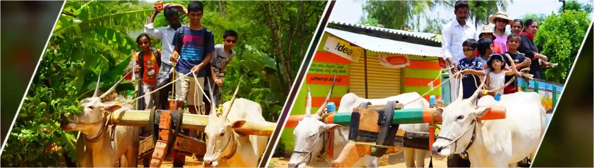 bullock-cart-ride-near-bangalore-latest