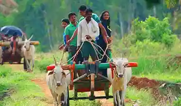 bullock-cart-riding-near-Karnataka