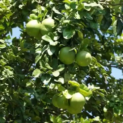 chukkimane-organic-farm-bangalore