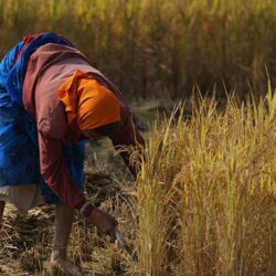 experience-paddy-fields-1024x681