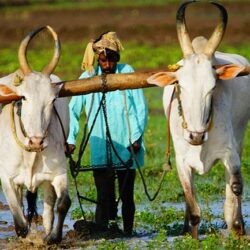 farmer-busy-ploughing-in-paddy-field