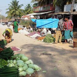 fresh-organic-vegetables-grown-in-farmyard