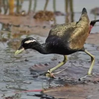 huge-bird-of-myth-around-bangalore