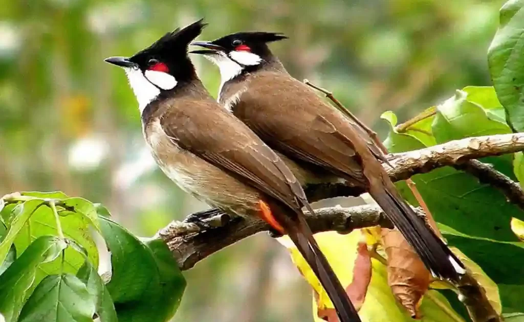 love birds at bangalore