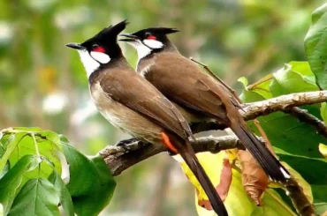 love birds at bangalore