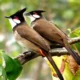 love birds at bangalore