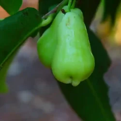 natural-vegetable-farming-at-chukkimane