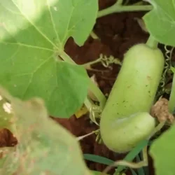 natural-vegetable-farming-near-bangalore
