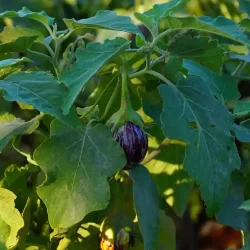 organic-brinjal-cultivation-at-chukkimane