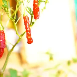 organic-chilli-farming-at-chukkimane