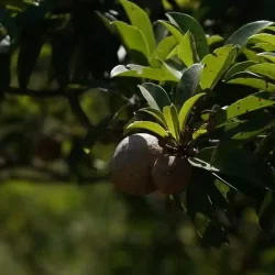 organic-farm-near-bangalore