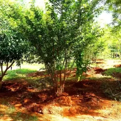 organic-farming-at-chukkimane-1