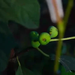 organic-farming-at-chukkimane