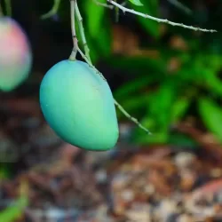 organic-farming-in-bangalore