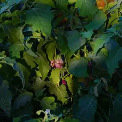 organic-farming-in-india