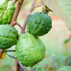 organic-farming-in-karnataka
