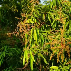 organic-farming-in-mysore