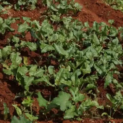 organic-farming-near-bangalore-1