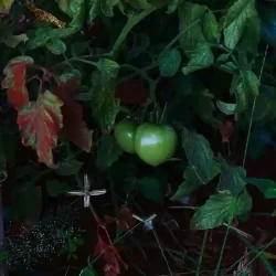 organic-farming-near-bangalore-2