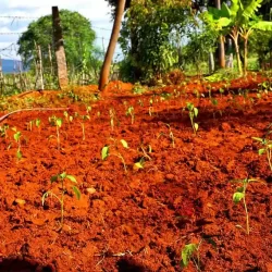 organic-farming-near-chukkimane
