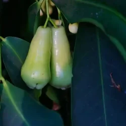 organic-farming-near-karnataka