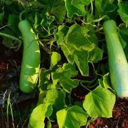 organic-farming-near-mysore-