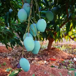 organic-mango-cultivation