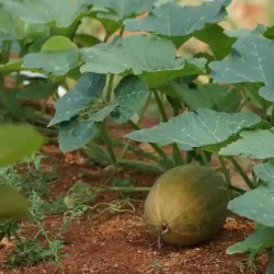 organic-vegetable-farming-bangalore