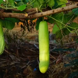 organic-vegetable-farming-in-bangalore-1