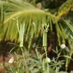 organic-vegetable-farming-in-bangalore