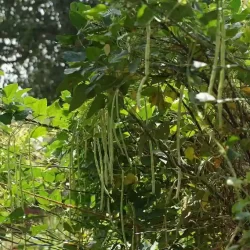organic-vegetable-farming-near-bangalore