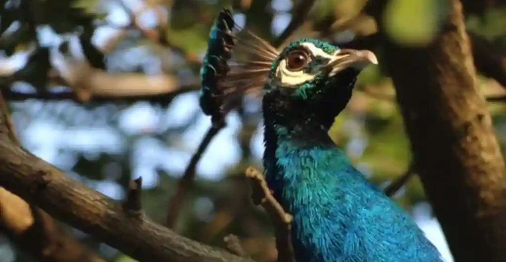peacock-spotted-at-chukkimane