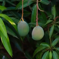 season-of-mangoes-at-chukkimane
