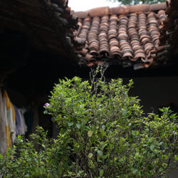 tiled-roof-structure-in-village