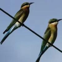 twin-birds-around-chukkimane